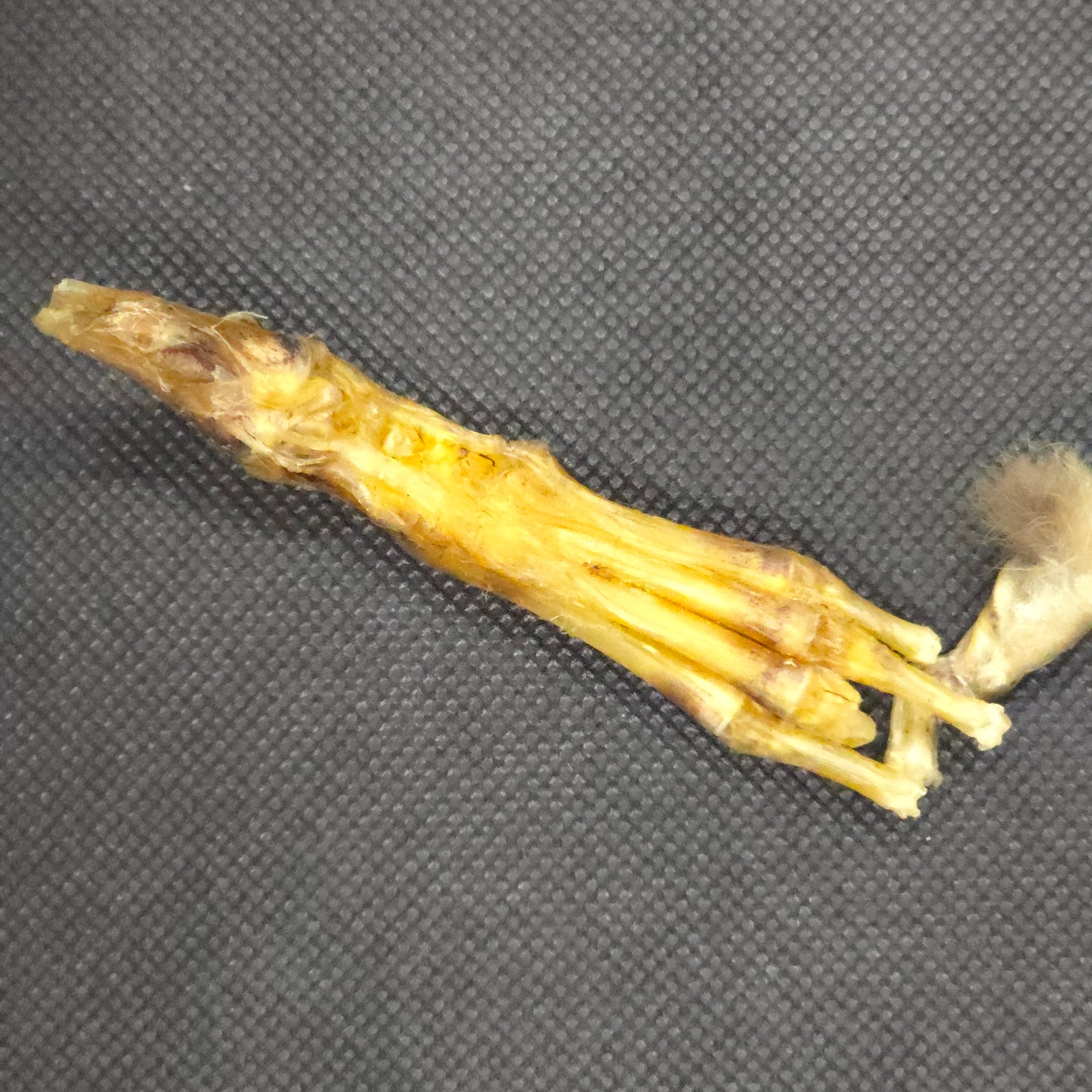 Rabbit parts