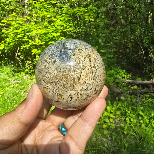 Fossil Shell Spheres