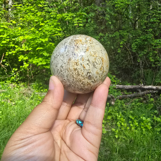 Fossil Shell Spheres