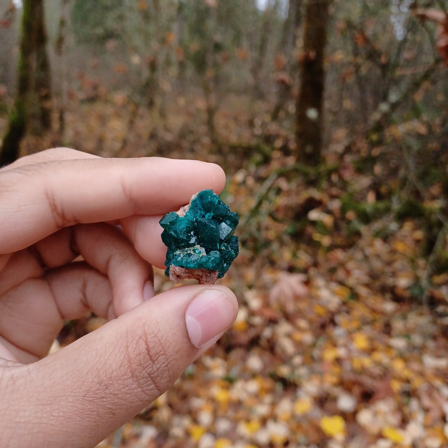 Small Dioptase clusters